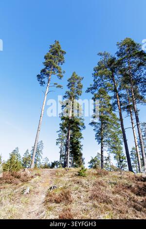 Une photo verticale à angle bas d'un groupe de pins majestueux et matures debout sur une crête de forêt sablonneuse sous un ciel bleu clair. Banque D'Images