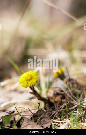Gros plan d'une fleur jaune solitaire de pied-de-poule fleurissant d'un sol printanier sec avec un arrière-plan très flou. Banque D'Images
