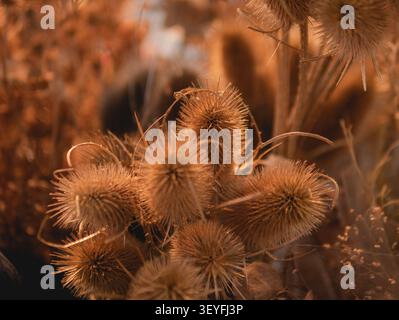 Chardonne commune (Dipsacus fullonum) Têtes de graines séchées illuminées par un coucher de soleil doré Banque D'Images