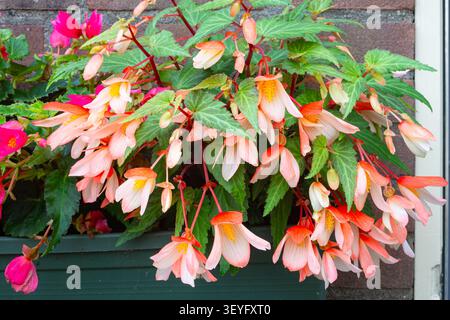 Accrocher des Begonias roses et oranges débordant de jardinière à fenêtre sur un mur de briques Banque D'Images