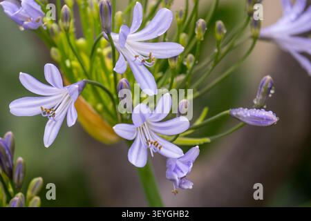 Fleurs d'Agapanthus dans un jardin Banque D'Images