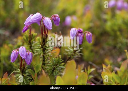 Bruyère bleue, Ericaceae, Finlande, famille des bruyères, bruyère des mousses, phyllodoce caerulea, landes bleues, landes bleues, flore, plantes, chaleur de montagne violette Banque D'Images