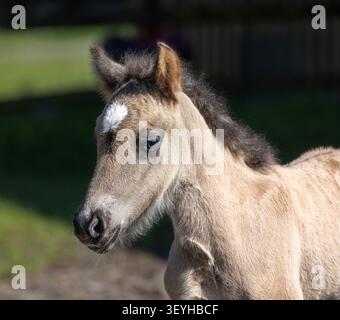 Portrait rapproché d'un poulain islandais bai gris avec une marque blanche en forme d'étoile dans un pâturage. Banque D'Images