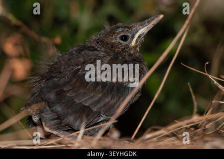 Oiseau noir commun naissant assis sur le sol dans une forêt d'été. Jeune oiseau sauvage Turdus merula juvénile en milieu naturel en Grèce. Banque D'Images