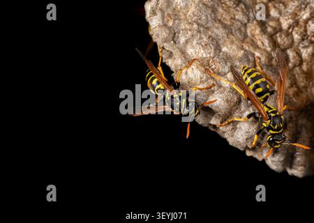 Close-up de guêpes papier européennes travaillant sur leur nid. Identification des insectes, conservation de la nature et concept de jardin floral en arrière-cour. Banque D'Images