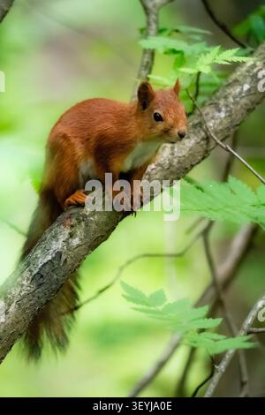 Un écureuil rouge eurasien sauvage (Sciurus vulgaris) debout en alerte sur une branche d'arbre entourée d'un feuillage vert luxuriant. Banque D'Images