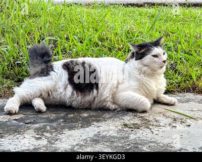 Chat domestique noir et blanc se reposant à l'extérieur près de l'herbe et du pavé sous la lumière naturelle du jour. Banque D'Images