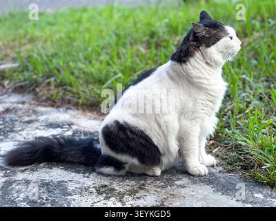 Chat domestique noir et blanc se reposant à l'extérieur près de l'herbe et du pavé sous la lumière naturelle du jour. Banque D'Images