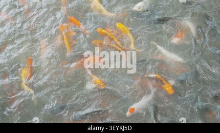 Plan moyen vu du dessus de nombreux poissons Koï orange et blanc se rassemblant étroitement dans un étang de jardin peu profond Banque D'Images
