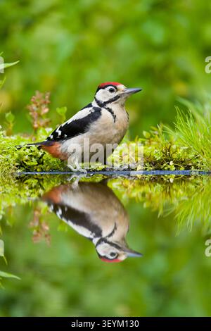 Grand pic tacheté Dendrocopos major, juvénile debout au bord de l'eau avec réflexion, Suffolk, Angleterre, juillet Banque D'Images