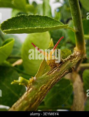Photographie macro en gros plan d'une chenille de papillon papillon vert (Papilio polytes) affichant son osmeterium rouge vif en forme de corne pour repousser les menaces sur une tige de citronnier. Banque D'Images