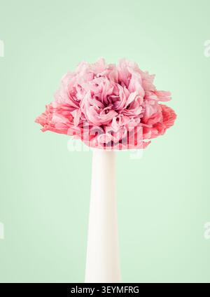 Pivoine coquelicot dans un vase blanc sur fond vert Banque D'Images