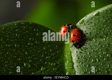 Deux coccinelles s'accouplent sur des feuilles vertes humides Banque D'Images