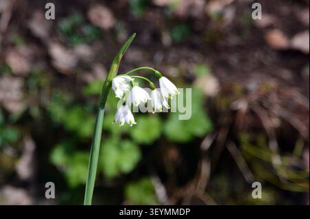 Grand blanc Leucojum aestivum (flocon de neige d'été) fleurs cultivées au RHS Garden Harlow Carr, Harrogate, Yorkshire, Angleterre, Royaume-Uni. Banque D'Images
