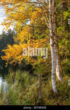 Bouleau avec des feuilles d'automne dorées près d'un lac Banque D'Images