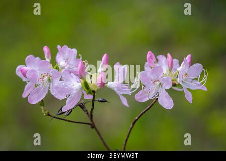 Azalée à coquille rose délicate (Rhododendron vaseyi) en fleurs sur des branches minces au printemps, capturée avec une lumière naturelle douce. Banque D'Images