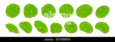 Centella asiatica Leaves vue de dessus dessiné à la main style dessin animé. Gotu kola, herbe de pennywort asiatique dans diverses formes. Éléments de plantes médicinales biologiques pour étiquette, autocollant, emballage. Illustration vectorielle Illustration de Vecteur
