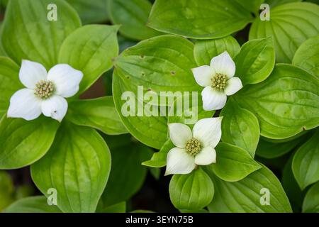 cornel nain (Cornus canadensis) avec des fleurs blanches élégantes et un feuillage vert luxuriant, photographié dans un jardin boisé au printemps. Banque D'Images