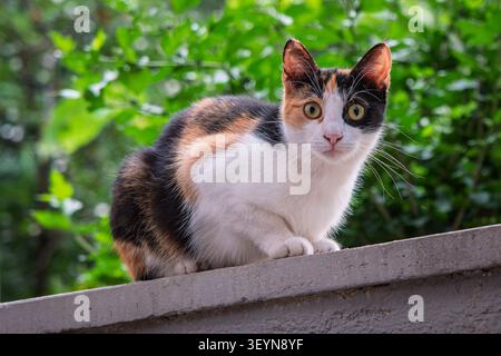 Un chat domestique avec un manteau Calico, principalement blanc, noir et orange, est positionné sur un bord de balcon en béton. Le chat est face à la caméra avec Banque D'Images