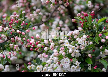 Malus toringo sargentii crabe 'Tina' recouvert de boutons floraux roses et de délicates fleurs blanches au printemps, photographié après la pluie. Banque D'Images