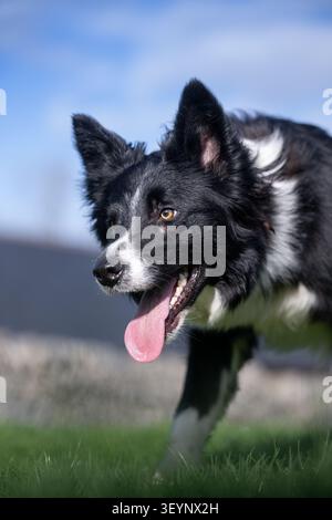 Chien de berger Border Collie à l'air pointu, avec une longue langue, qui travaille avec un regard très intentionnel. North Yorkshire, Royaume-Uni. Banque D'Images