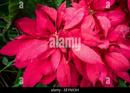 Fleurs de poinsettia rouge vif et frais fleurissent avec des gouttelettes d'eau. Banque D'Images