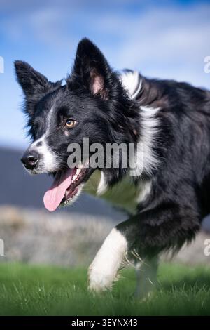 Chien de berger Border Collie à l'air pointu, avec une longue langue, qui travaille avec un regard très intentionnel. North Yorkshire, Royaume-Uni. Banque D'Images