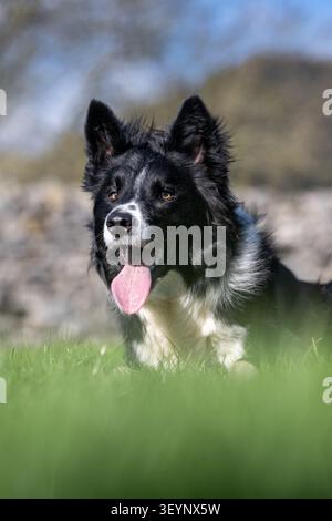 Chien de berger Border Collie à l'air pointu, avec une longue langue, qui travaille avec un regard très intentionnel. North Yorkshire, Royaume-Uni. Banque D'Images