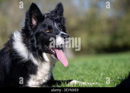 Chien de berger Border Collie à l'air pointu, avec une longue langue, qui travaille avec un regard très intentionnel. North Yorkshire, Royaume-Uni. Banque D'Images