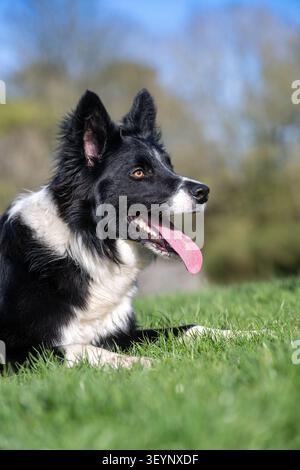 Chien de berger Border Collie à l'air pointu, avec une longue langue, qui travaille avec un regard très intentionnel. North Yorkshire, Royaume-Uni. Banque D'Images