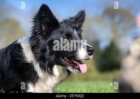 Chien de berger Border Collie à l'air pointu, avec une longue langue, qui travaille avec un regard très intentionnel. North Yorkshire, Royaume-Uni. Banque D'Images