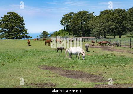 Chevaux blancs et bruns dans un champ herbeux à Jeju Banque D'Images