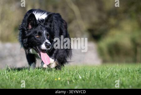 Chien de berger Border Collie à l'air pointu, avec une longue langue, qui travaille avec un regard très intentionnel. North Yorkshire, Royaume-Uni. Banque D'Images
