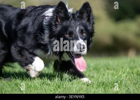Chien de berger Border Collie à l'air pointu, avec une longue langue, qui travaille avec un regard très intentionnel. North Yorkshire, Royaume-Uni. Banque D'Images