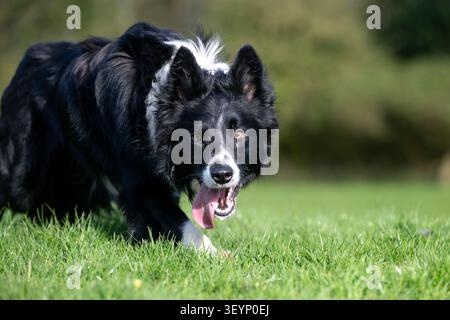 Chien de berger Border Collie à l'air pointu, avec une longue langue, qui travaille avec un regard très intentionnel. North Yorkshire, Royaume-Uni. Banque D'Images