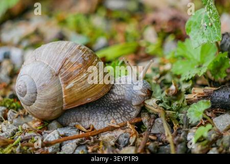 Gros plan sur le sol forestier d'un escargot romain Banque D'Images