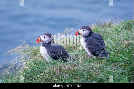 Deux macareux de l'Atlantique reposant sur la falaise herbeuse surplombant l'océan à Borgarfjordur Eystri, Islande, pendant une journée d'été. Banque D'Images
