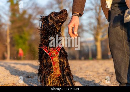 Un joyeux Cocker anglais Spaniel regardant propriétaire sur Sandy Beach au coucher du soleil à Lausanne Suisse Banque D'Images