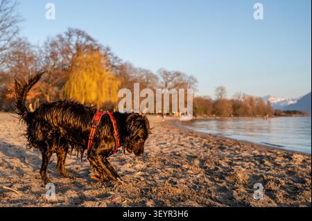 Un joyeux Cocker anglais Spaniel jouant sur Sandy Beach au coucher du soleil sur le lac Léman à Lausanne en Suisse Banque D'Images