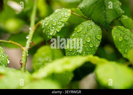 Image macro détaillée de gouttes d'eau sur les bords dentelés des feuilles du jardin. Banque D'Images