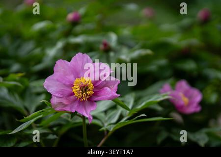 Pivoines de Paeonia mairei en fleurs avec fleurs roses douces et bourgeons non ouverts dans un jardin printanier luxuriant, présentant des fleurs élégantes et un feuillage vert. Banque D'Images