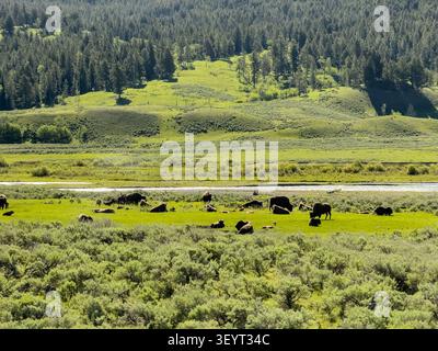 Un lherd de bisons pèle dans l'herbe verte vive le long de la rivière Lamar dans la Lamar Valley de Yellowstone, avec une colline boisée et des collines verdoyantes. Banque D'Images