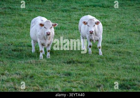 De belles vaches charolaises blanches et de jeunes taureaux paissent paisiblement sur un pâturage rural verdoyant sous un ciel ensoleillé lumineux pendant la saison estivale. National Banque D'Images