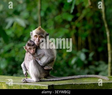 Une mère macaque à longue queue balinaise est assise tranquillement, blottie avec son bébé contre un fond vert. Banque D'Images