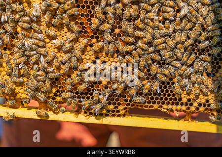 Abeilles à miel travaillant sur un cadre en bois avec des cellules en nid d'abeilles de cire dans un cadre apiaire naturel Banque D'Images
