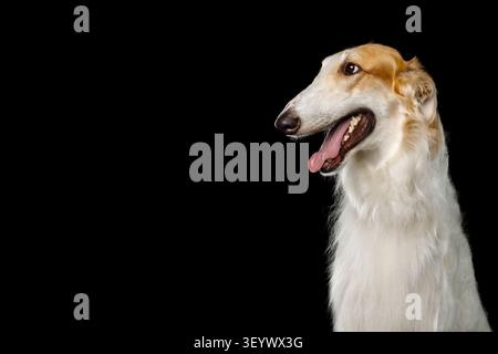 Chien Wolfhound russe Borzoi avec bouche ouverte et langue dehors, regardant de côté, portrait de studio sur fond noir Banque D'Images