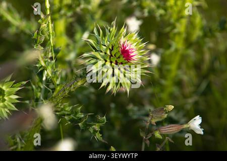 Floraison Purple Milk Thistle Fleur poussant dans le pré avec un fond naturel doux Banque D'Images