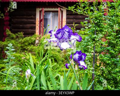 fleur d'iris violette naturelle close-up et maison rustique en bois en bois en arrière-plan le jour d'été Banque D'Images