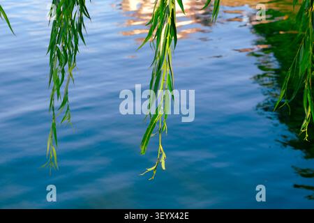 Les branches de saule vert pendent au-dessus de l'eau bleue calme avec des ondulations et des reflets doux, créant un fond naturel paisible avec espace de copie. Banque D'Images