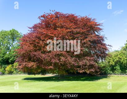 Hêtre cuivré, hêtre pourpre, Fagus sylvatica purpurea, terrain de cricket de village, Avebury, Wiltshire, Angleterre, Royaume-Uni Banque D'Images